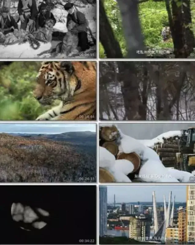 俄罗斯野生老虎 纪录片