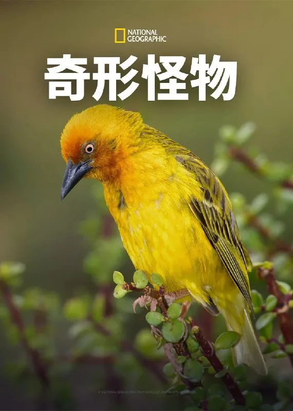 奇形怪物第一季 纪录片