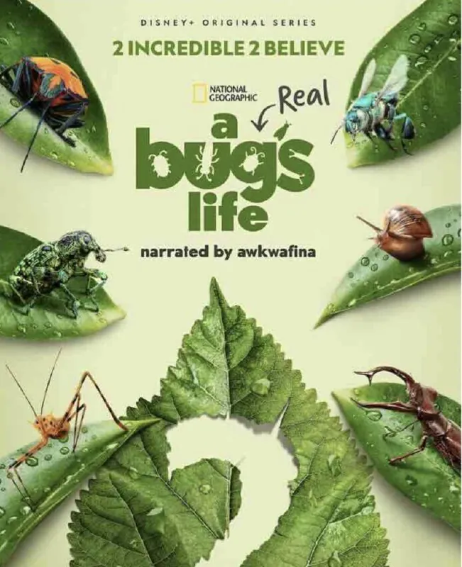 虫虫历险记第二季 动画