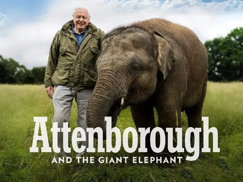 爱登堡和巨象AttenboroughAndTheGiantElephant 纪录片