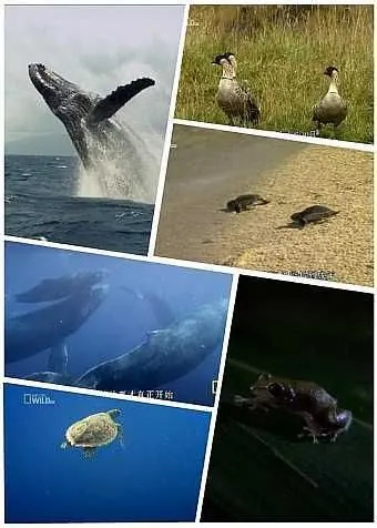 野性夏威夷 纪录片