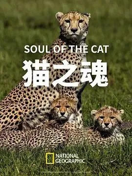 猫之魂 纪录片