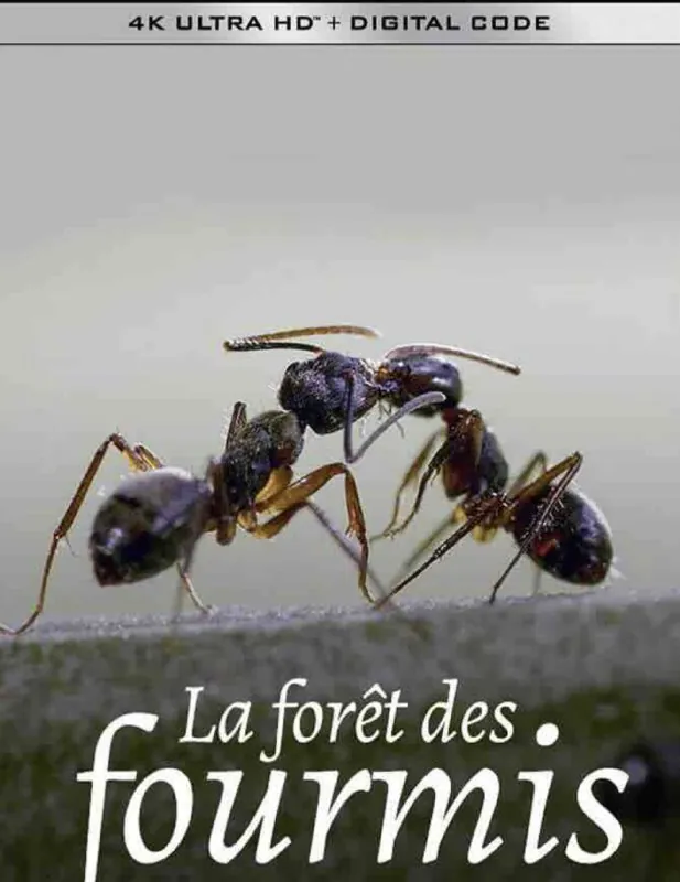 蚂蚁的智慧 纪录片