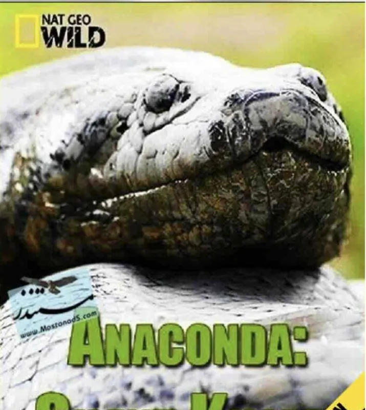 蟒蛇：沉默杀手 纪录片