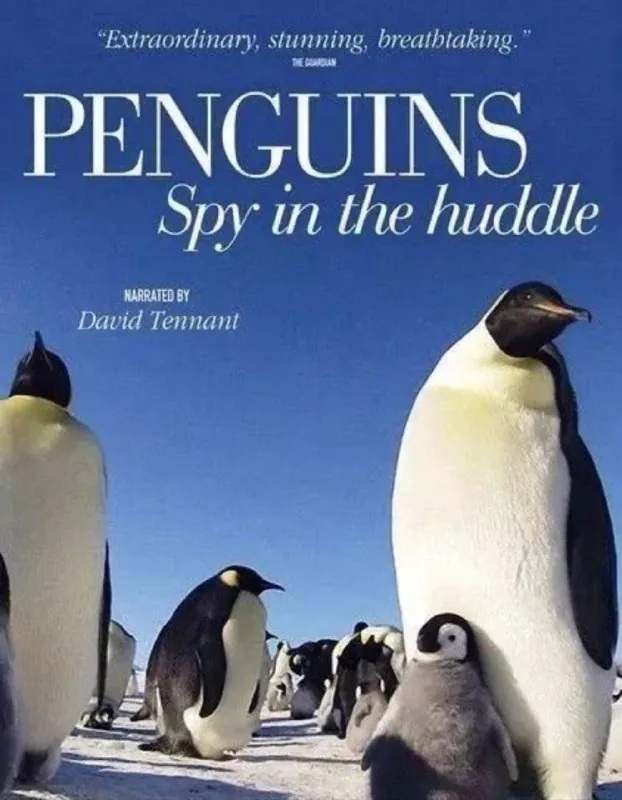 企鹅群里有特务 纪录片