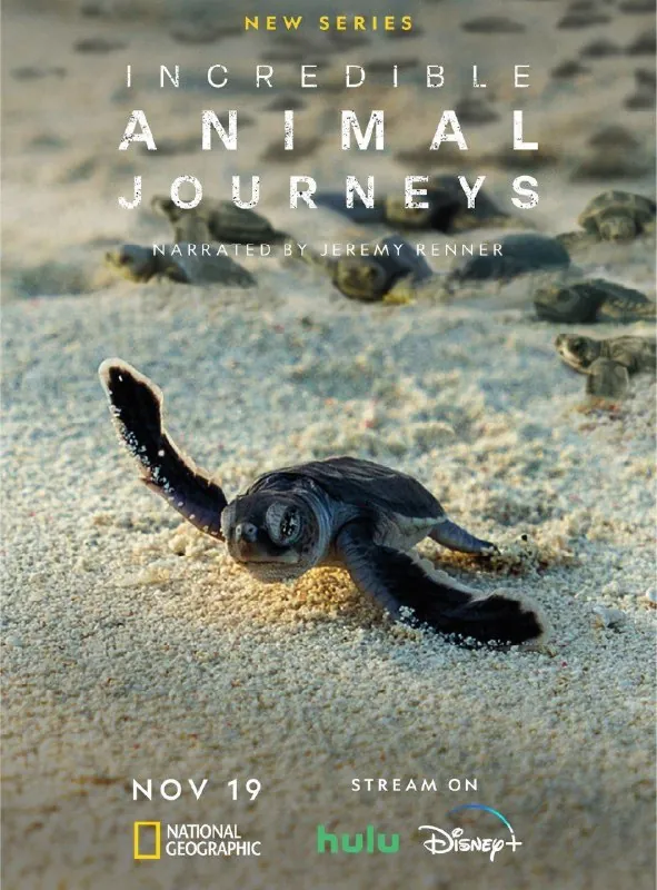 不可思议的动物之旅 电视剧