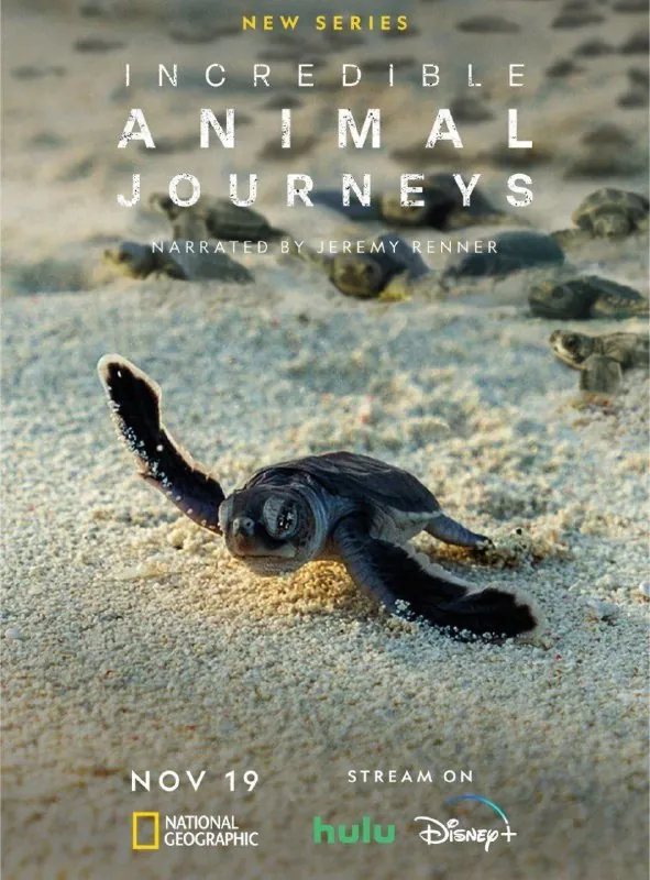 不可思议的动物之旅 纪录片